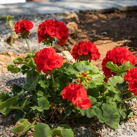 Gerani 1 Apartamento Porto Heli