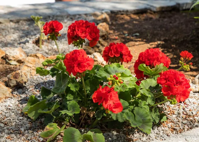 Gerani 1 Apartment Porto Heli